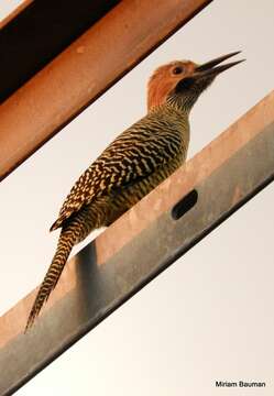 Image of Cuban Flicker