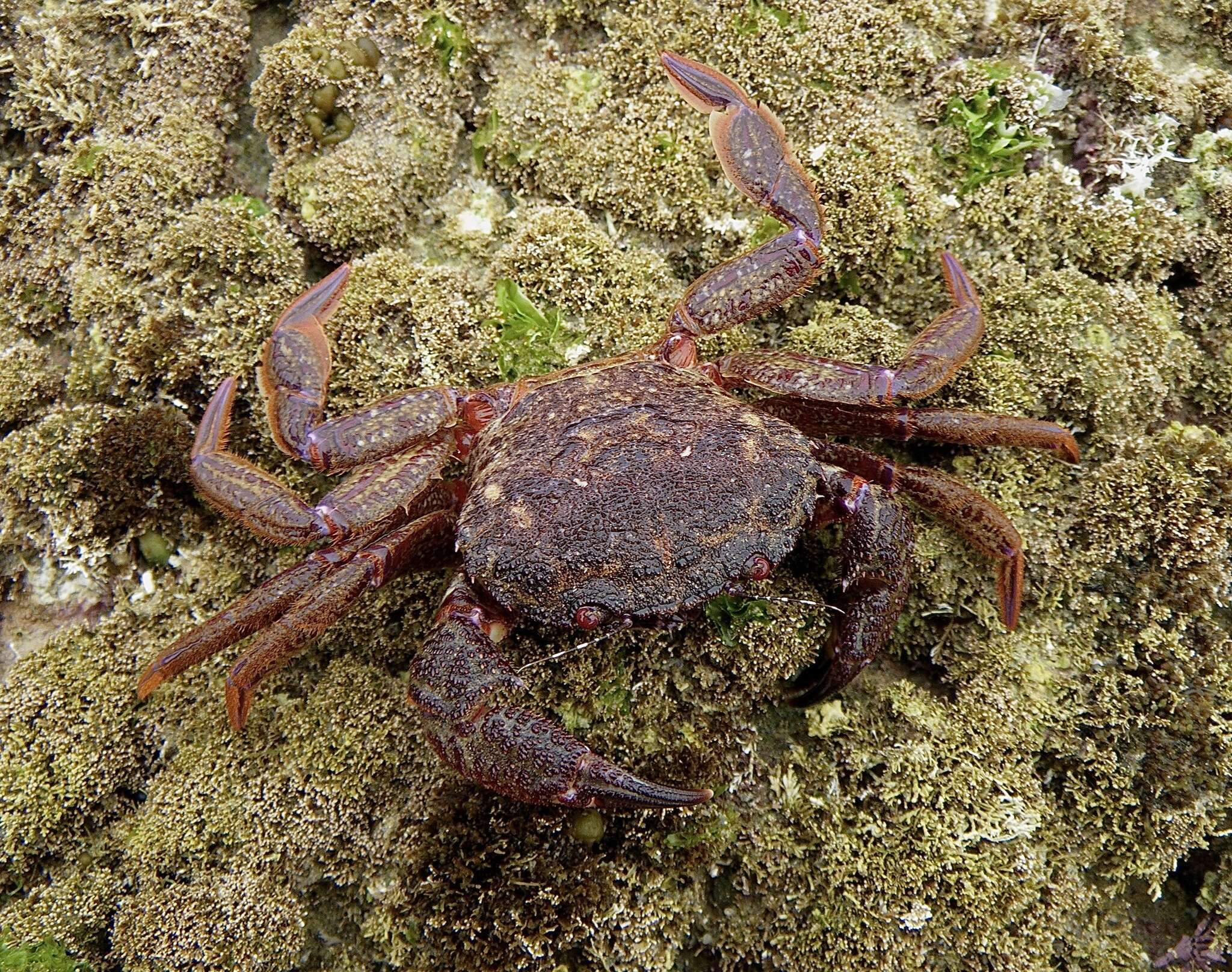 Image de Nectocarcinus tuberculosus A. Milne-Edwards 1860