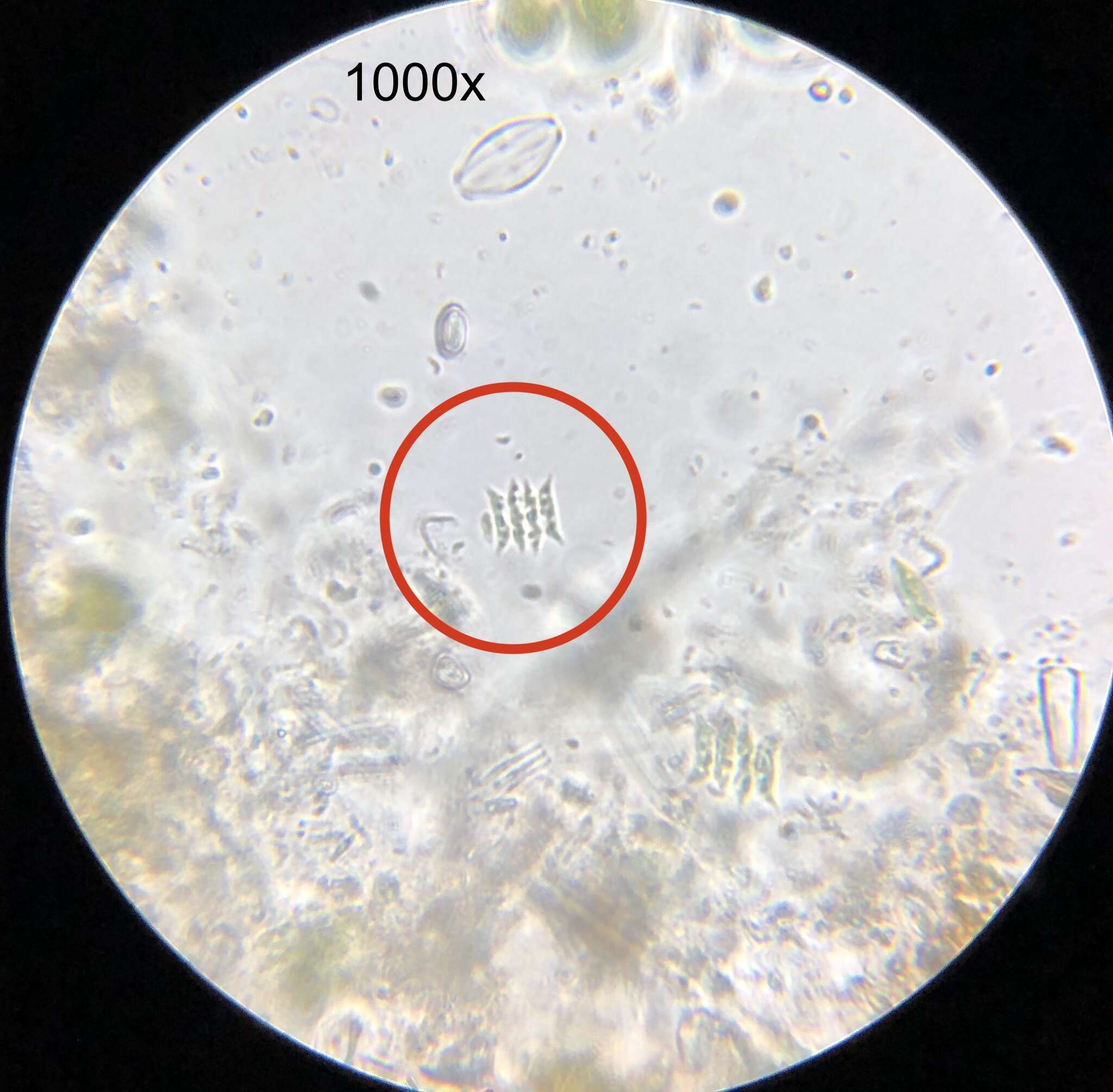 Tetradesmus dimorphus的圖片