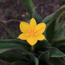 Image of Hypoxis costata Baker