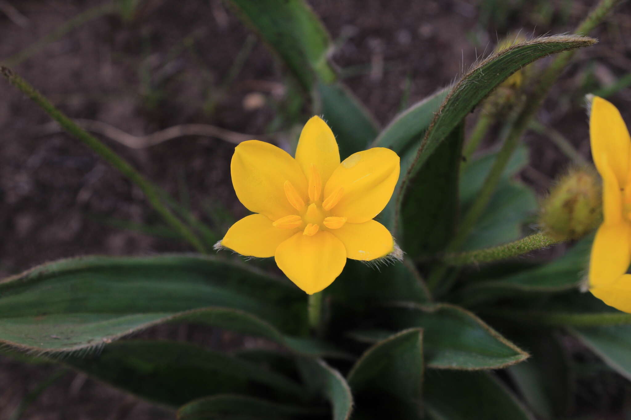 Image of Hypoxis costata Baker