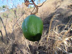 Image of Cochlospermum gillivraei Benth.