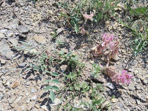 Image of Hedysarum daghestanicum Boiss.