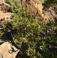 Image of New Caledonia retrophyllum