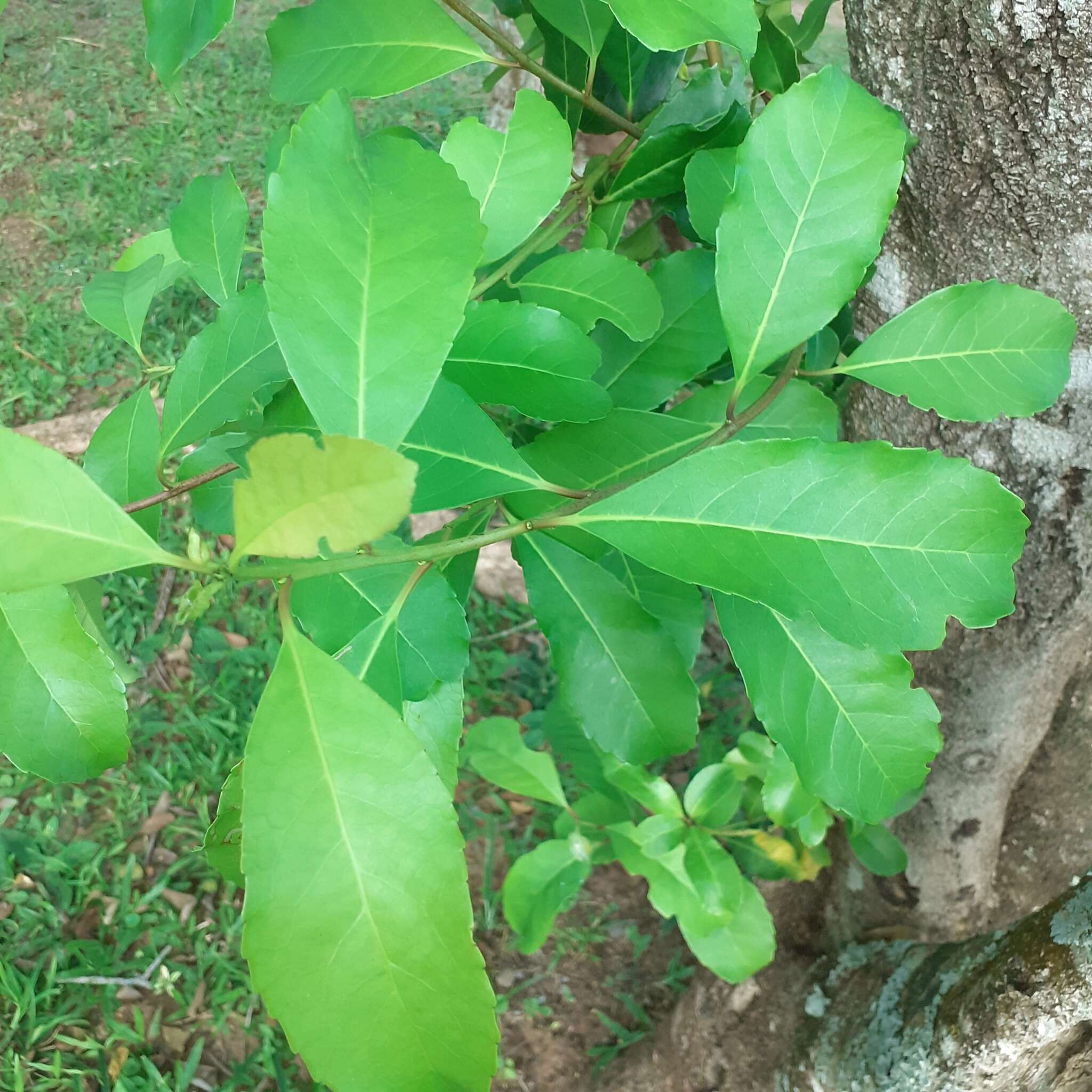 Слика од Ilex paraguariensis A. St.-Hil.