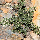Image of Pickeringia montana var. tomentosa (Greene) I. M. Johnst.