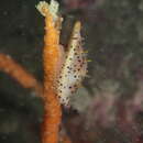 Image of Barbier's Spindle Cowrie
