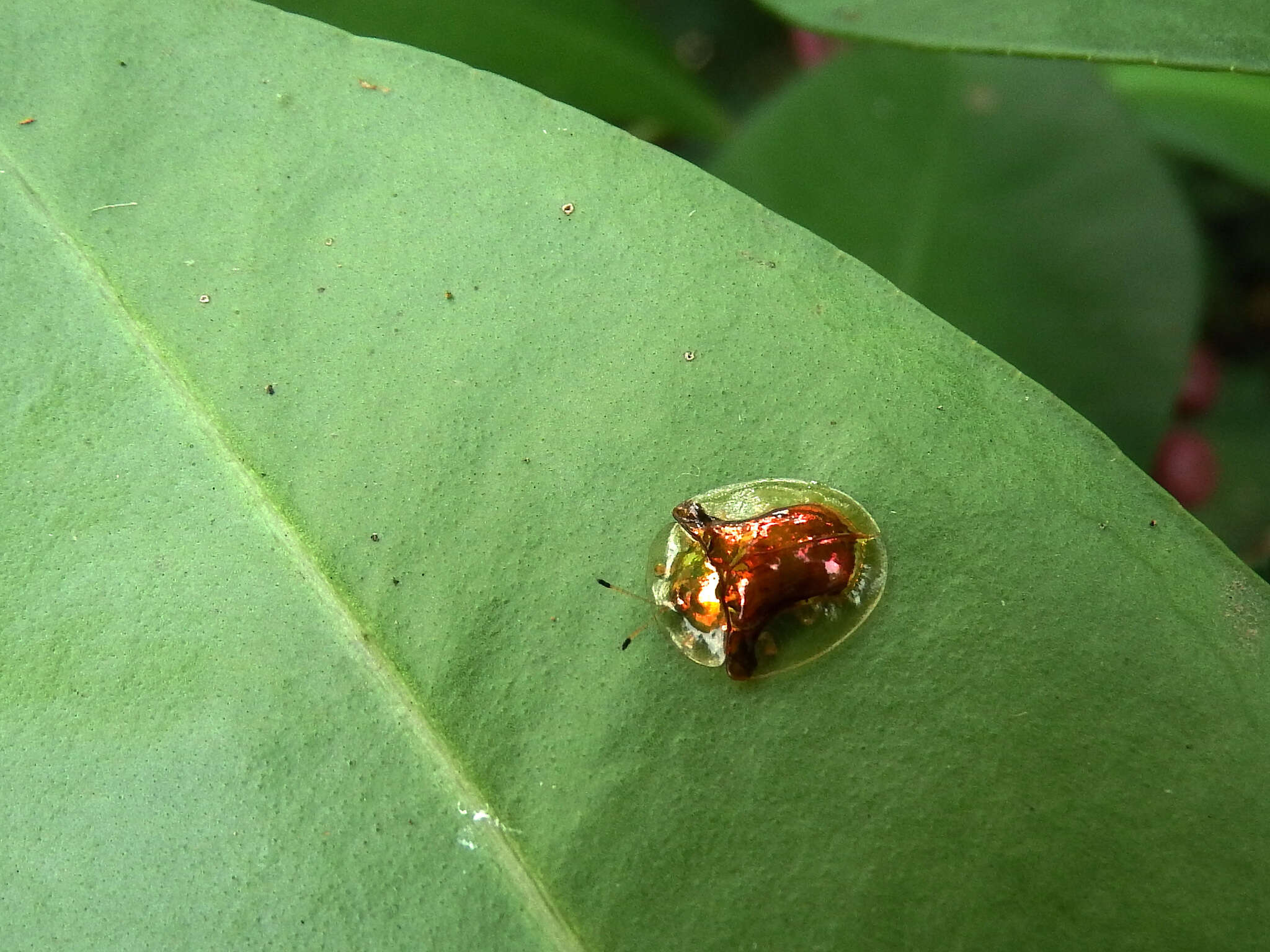 Image of Aspidimorpha (Aspidimorpha) furcata (Thunberg 1789)