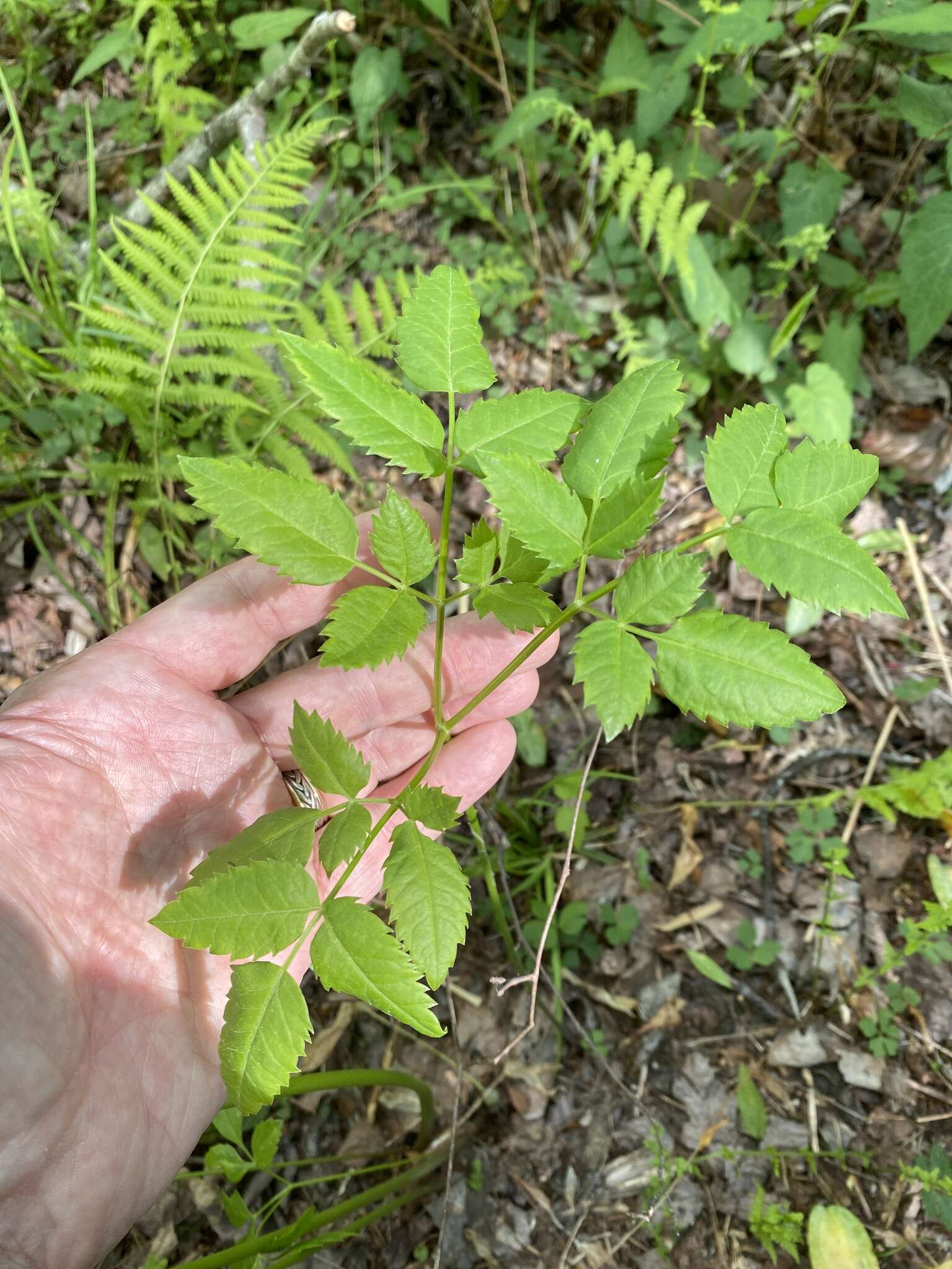 Image of Canadian Wild Lovage