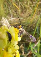 Imagem de Synanthedon scoliaeformis Borkhausen 1789