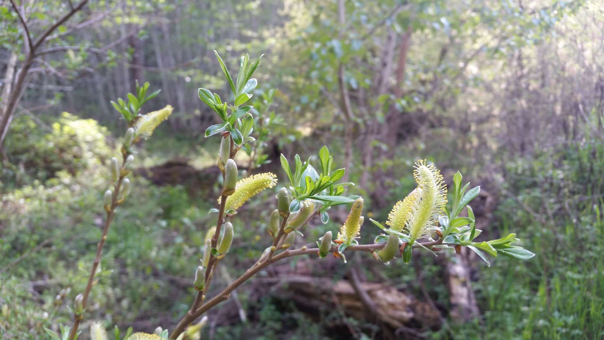 Salix lasiolepis Benth. resmi