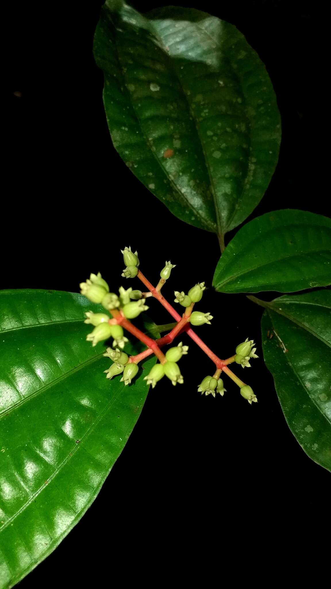 Image of Miconia lateriflora Cogn.