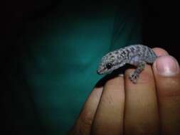 Image of ParditaNorte Leaf-toed Gecko