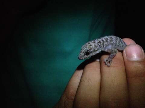 Image of ParditaNorte Leaf-toed Gecko