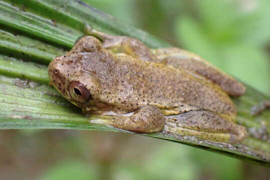 Sivun Dendropsophus carnifex (Duellman 1969) kuva