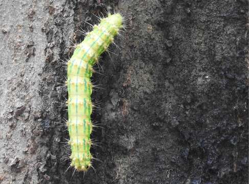 Image of Saturnia pyretorum Westwood 1847