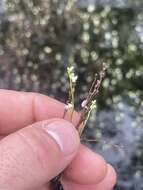 Image de Utricularia neottioides A. St. Hil. & Girard