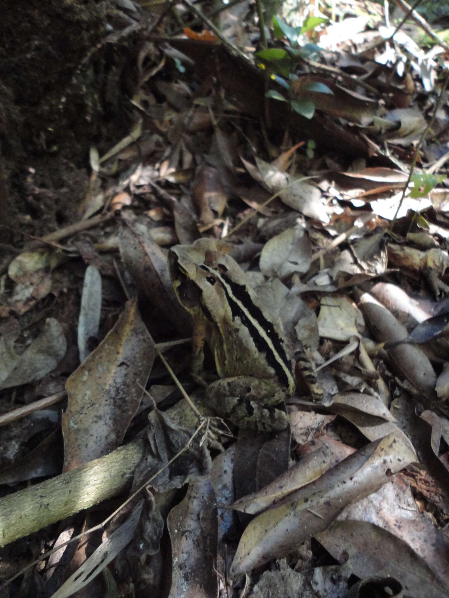 صورة Rhinella ornata (Spix 1824)