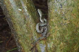 Image of African Bush Viper