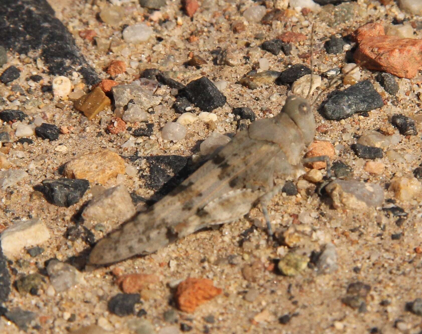 Imagem de Sphingonotus (Sphingonotus) caerulans (Linnaeus 1767)