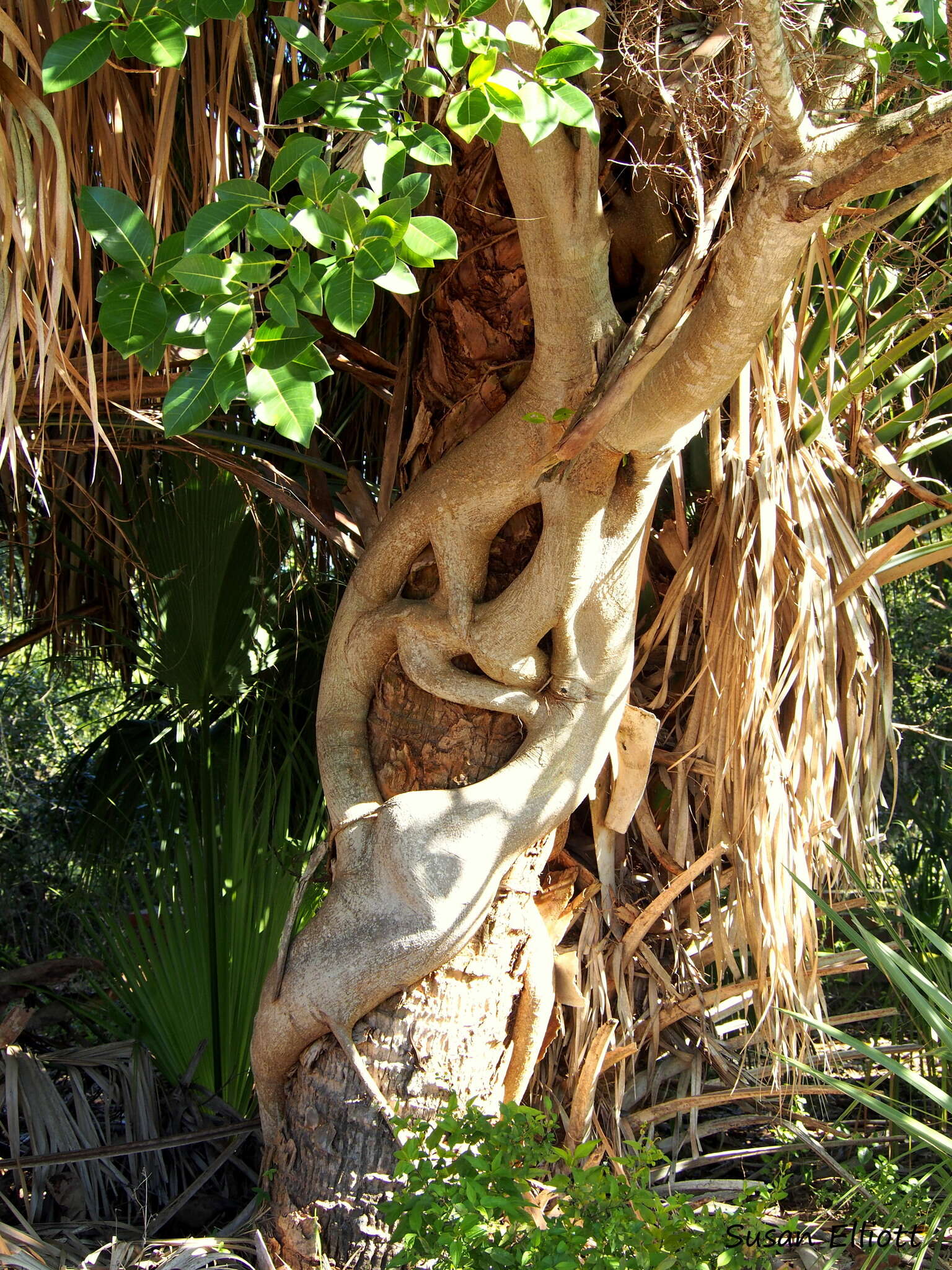 Imagem de Ficus aurea Nutt.