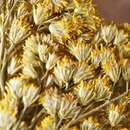 Image of <i>Solidago <i>canadensis</i></i> var. canadensis