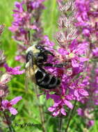 Image of Common Eastern Bumblebee