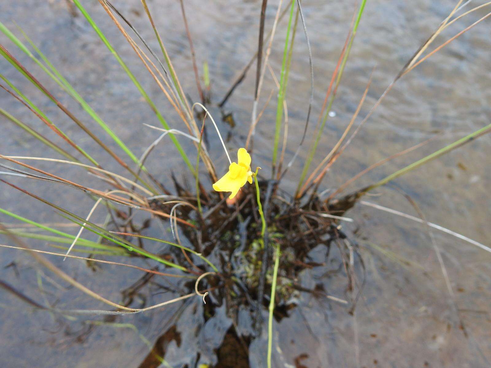 Image of Utricularia prehensilis E. Mey.