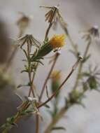 Image of Carlquist's tarweed