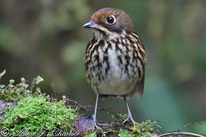 Image of Ochre-fronted Antpitta