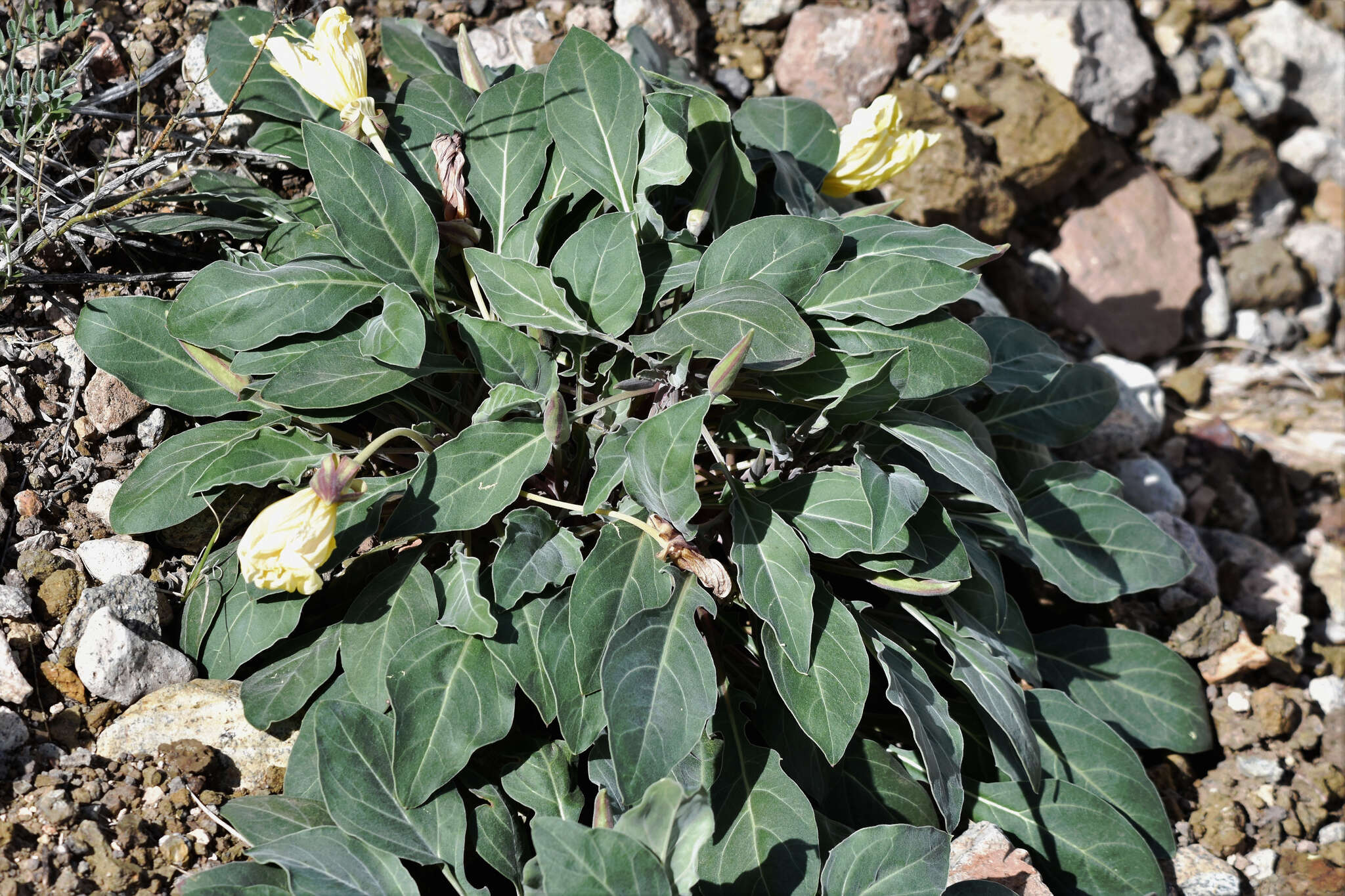 Imagem de Oenothera brachycarpa A. Gray