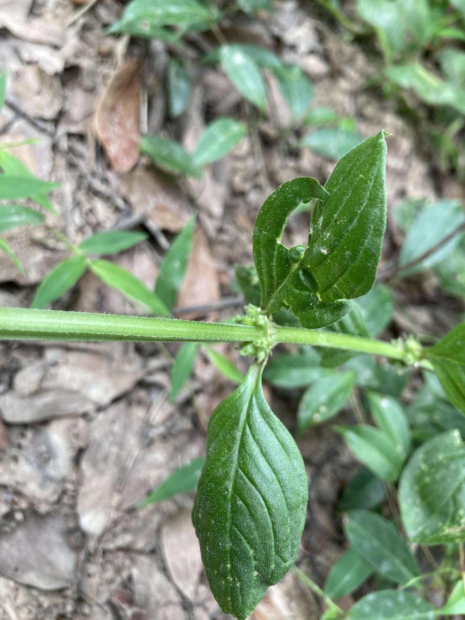 Image of winged false buttonweed