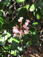 Image of Boronia koniambiensis Däniker