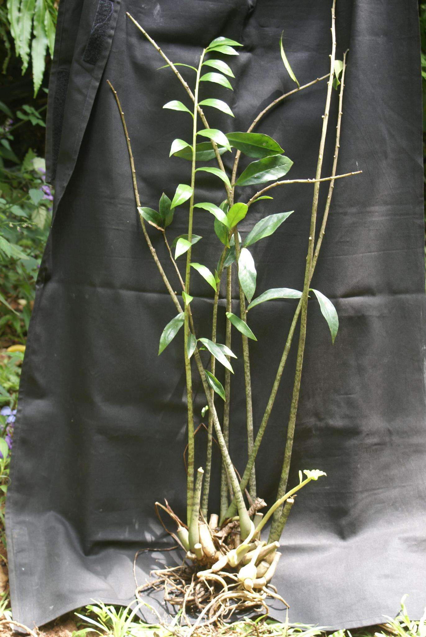 Image of Zamioculcas