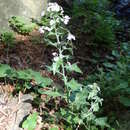 Image of Arabidopsis cebennensis (DC.) O'Kane & Al-Shehbaz