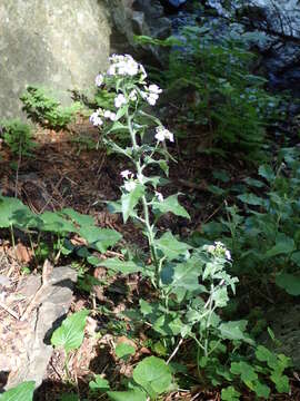 Image of Arabidopsis cebennensis (DC.) O'Kane & Al-Shehbaz