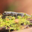 Image of Ambystoma macrodactylum Baird 1850