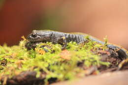 Image of Ambystoma macrodactylum Baird 1850