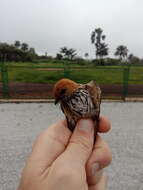 Image of Lesser Striped Swallow