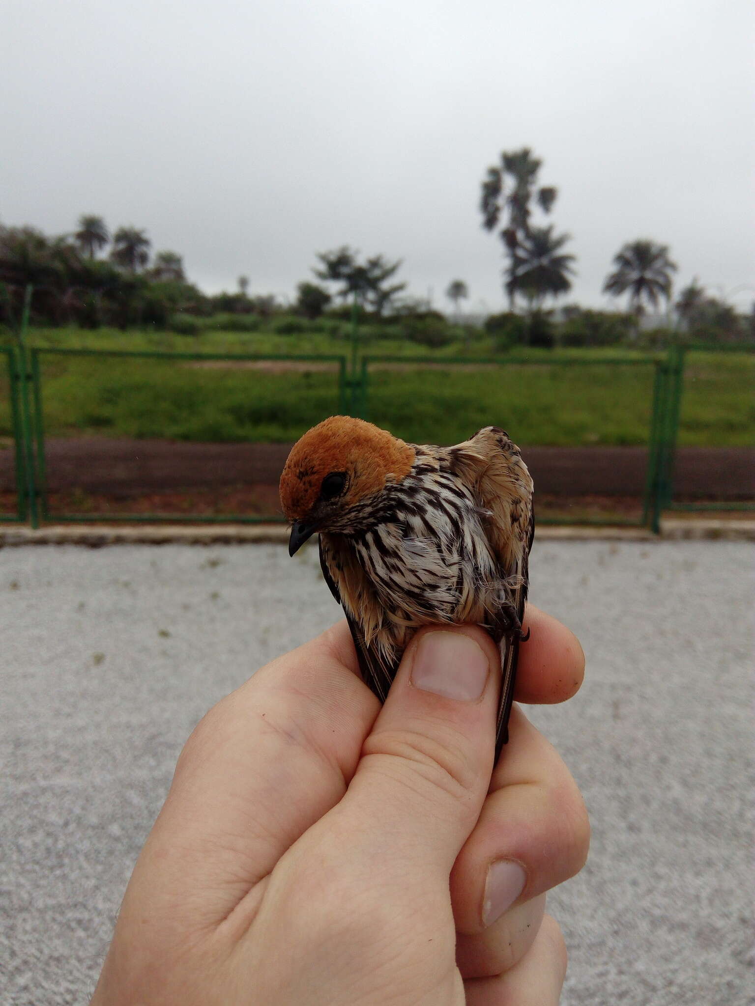 Image of Lesser Striped Swallow