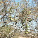 Image of Smilax campestris Griseb.