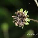 Image de Adenostemma lavenia var. lavenia