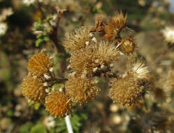 Plancia ëd Anisopappus schinzii (O. Hoffm.) Bengtson, M. Englund, Pruski & Anderb.