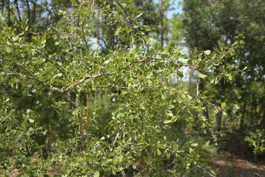 Image of yellowleaf hawthorn