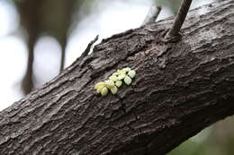 Image of Dischidia nummularia R. Br.