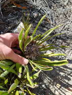 Image of Protea aspera Phillips