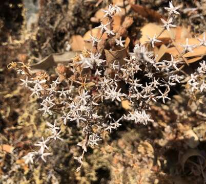 Image of Coast Range stonecrop