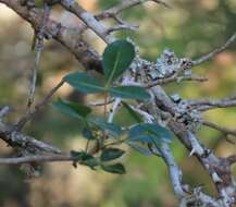 Image of Sweet-root corkwood