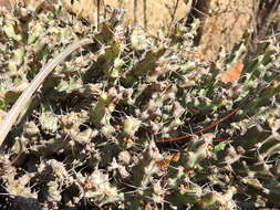 Image of Euphorbia schinzii Pax