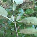 Image of Coprosma chathamica Cockayne